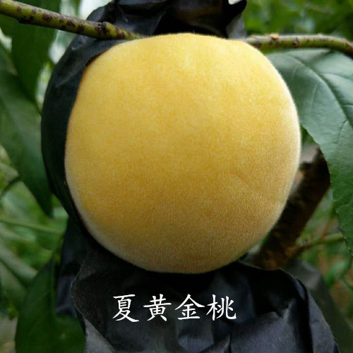 夏黄金