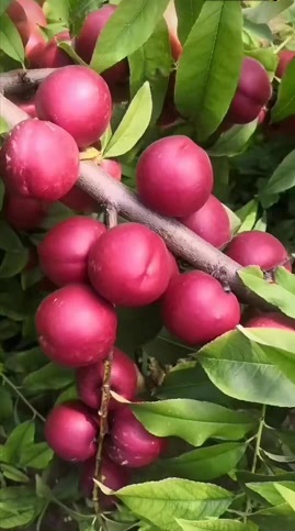 珍珠枣油桃