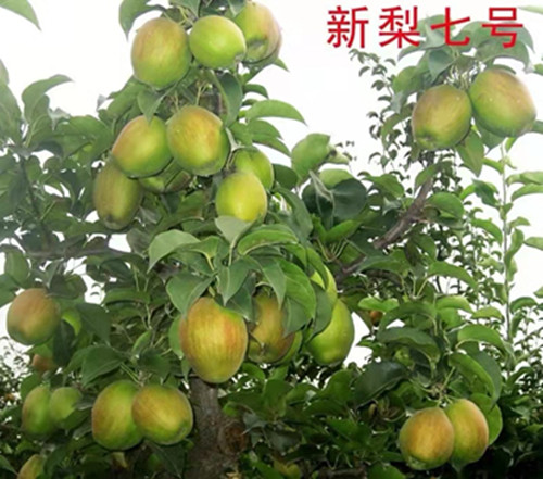 新梨七号