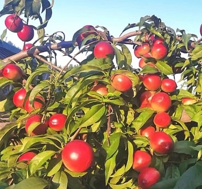 黄肉珍珠枣油桃